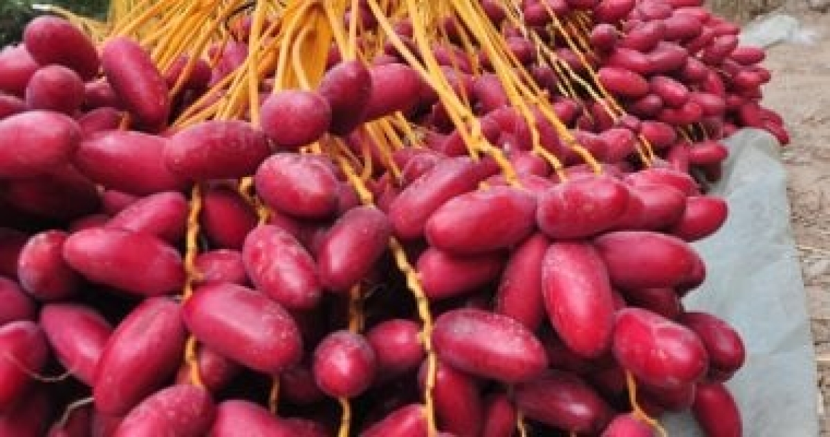 حصاد البلح
