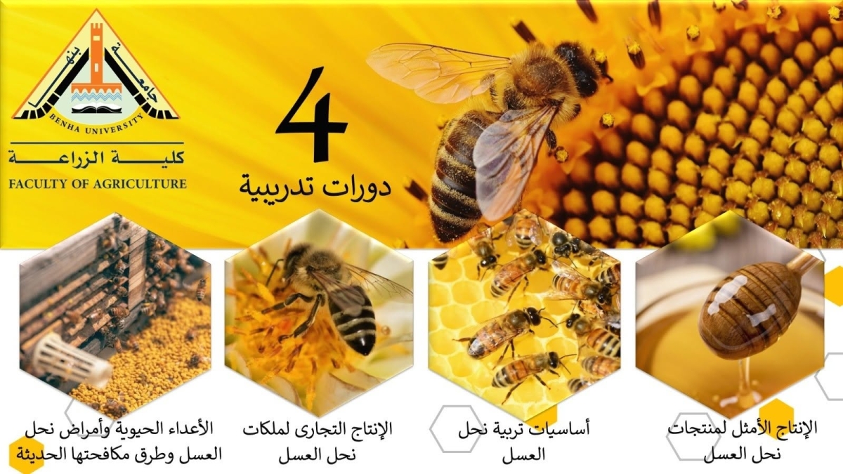 إعلان عن مجموعة متميزة من الدورات التدريبية المتخصصة